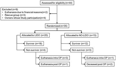 Inflammatory biomarker concentrations in dogs with gastric dilatation volvulus with and without 24-h intravenous lidocaine